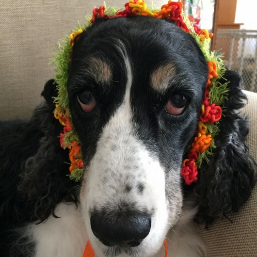 Annie’s New Collar Turned Headdress from Kauai